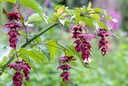 Arbre aux faisans - jeune plant 1/2 ans