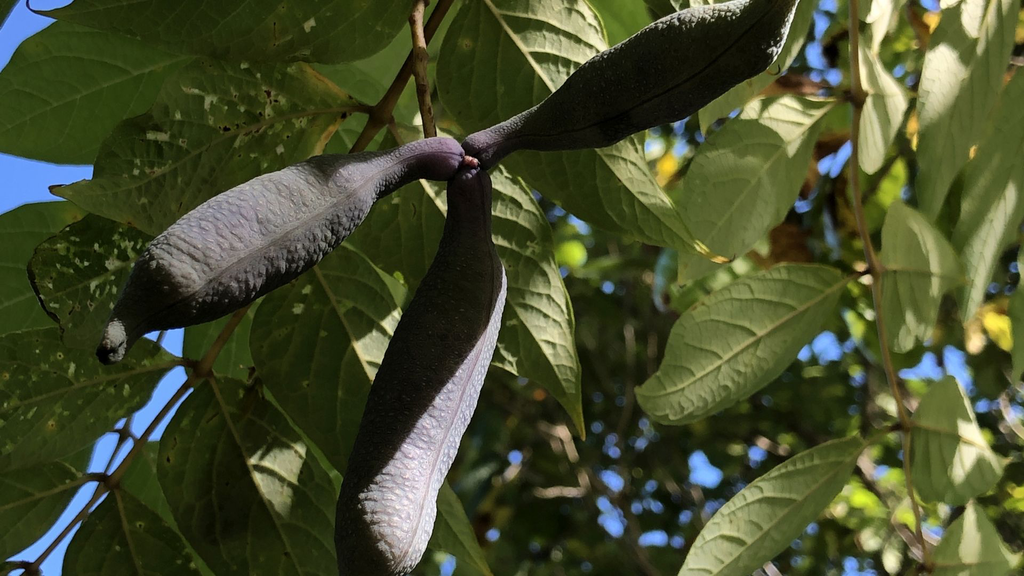 L'arbre aux haricots bleus - jeune plant 1 an