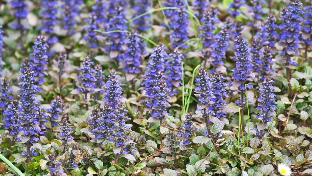Bugle rampant - jeune plant 1 an