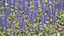 Bugle rampant - jeune plant 1 an