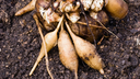 Yacon blanc - jeune plant 1 an