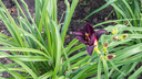 Lys d'un jour 'American revolution' - jeune plant 1 an