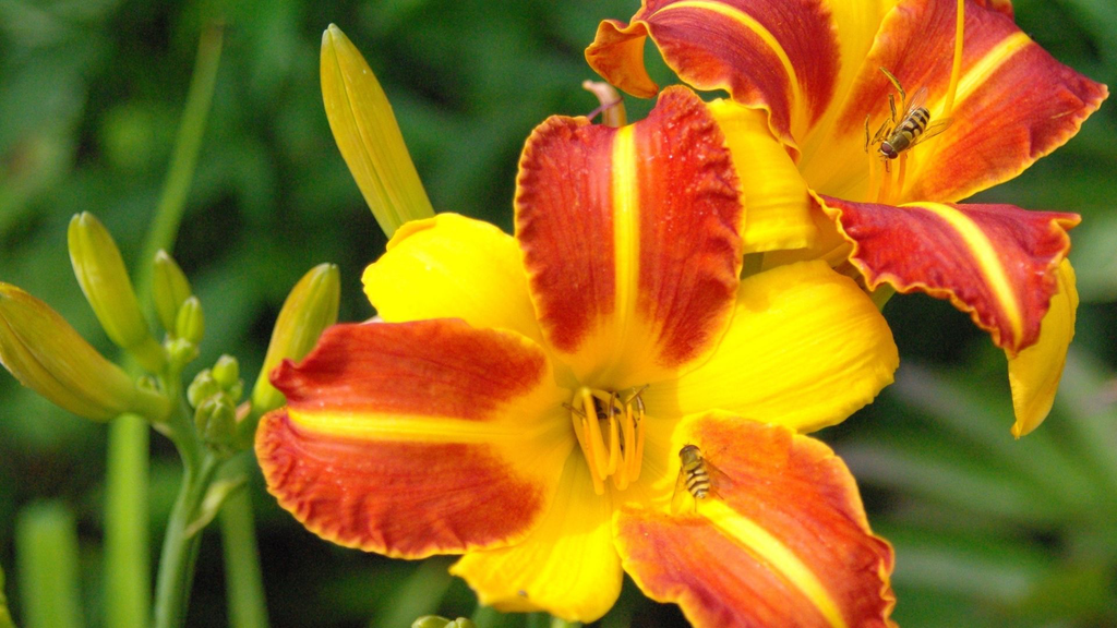 Lys d'un jour 'Frans hals' - jeune plant 1 an