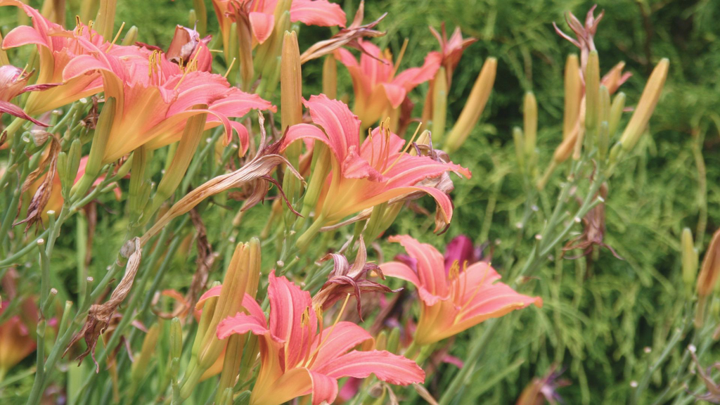 Lys d'un jour 'Pink Damask' - jeune plant 1 an