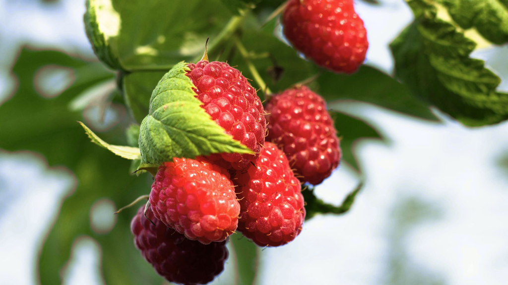 Framboisier 'Polka' - jeune plant 1/2 ans