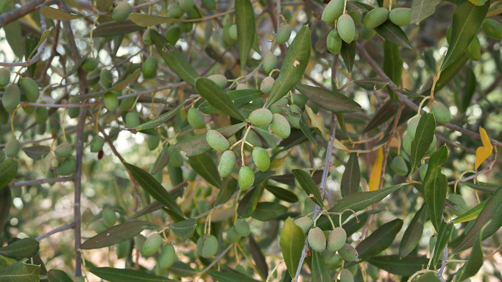 Olivier rustique 'Pyramidalis' - jeune plant de 1/2 ans