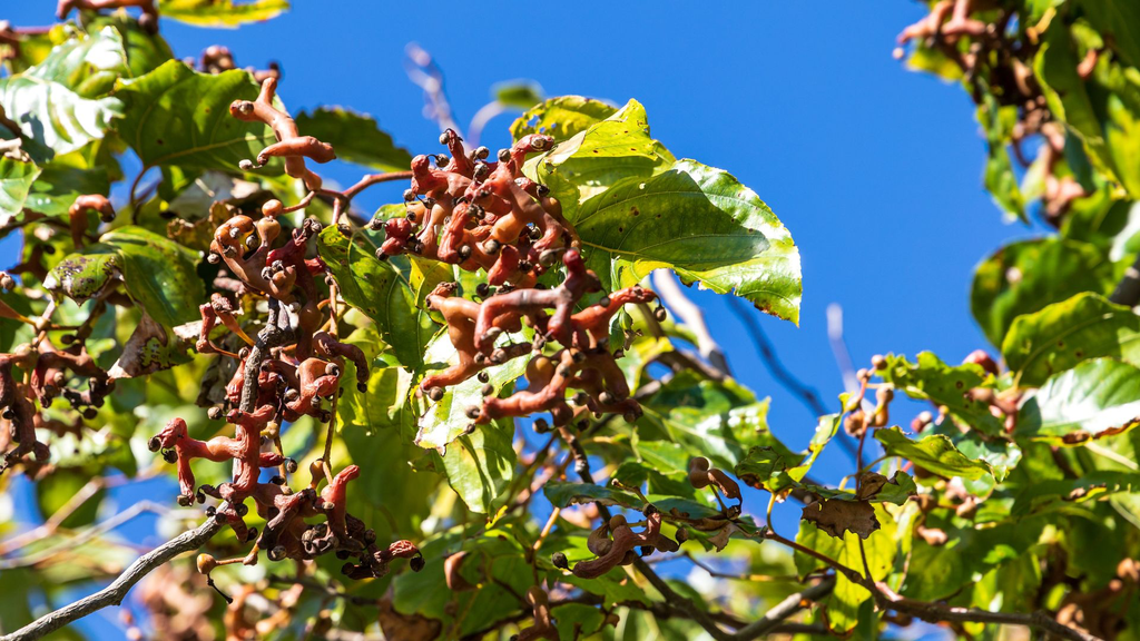 [ARBRES] Raisinier de Chine - jeune plant 1/2 ans