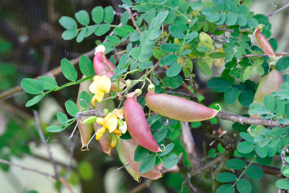 Arbre aux vessies - Baguenaudier - jeune plant 1 an (racine nue)