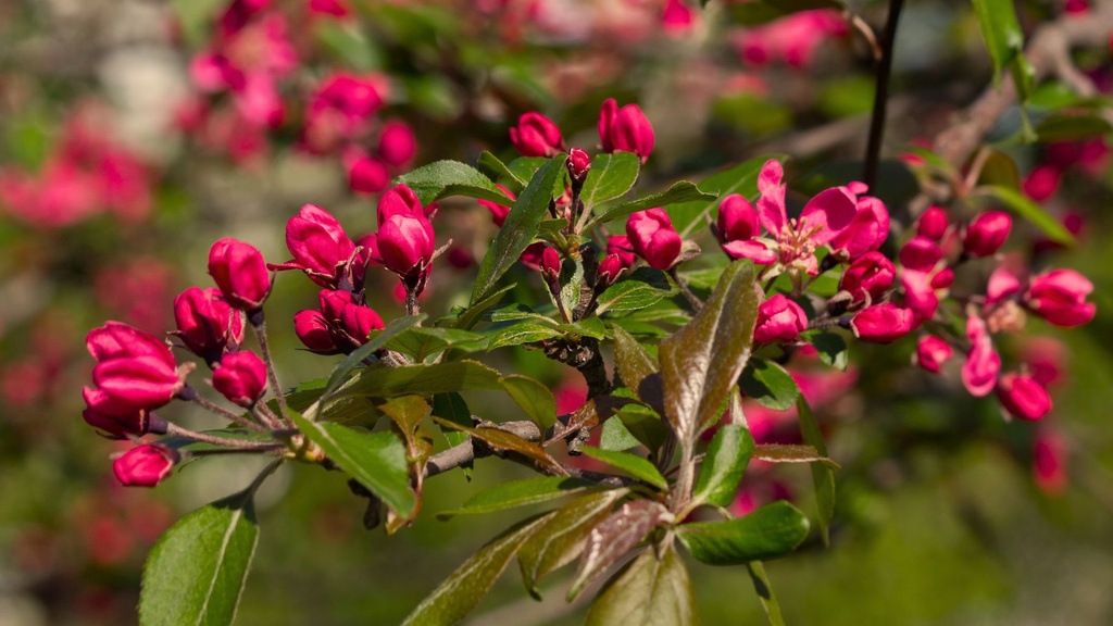 Pommier 'Prairie Fire' - jeune plant 2 ans (racine nue)