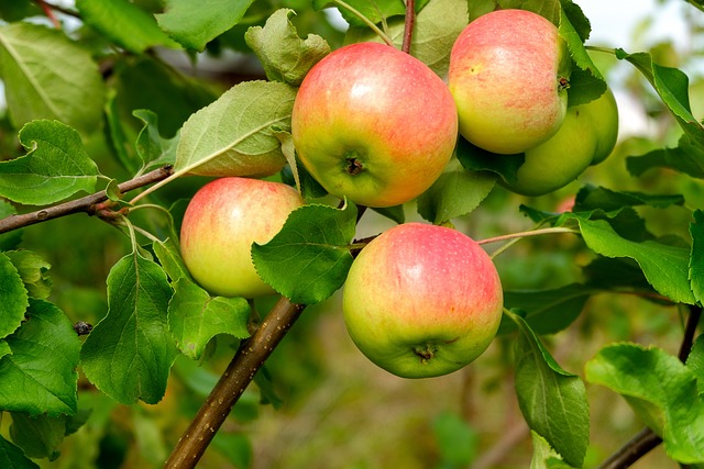 Pommier 'Belle Fille de la Creuse' - scion (racine nue)
