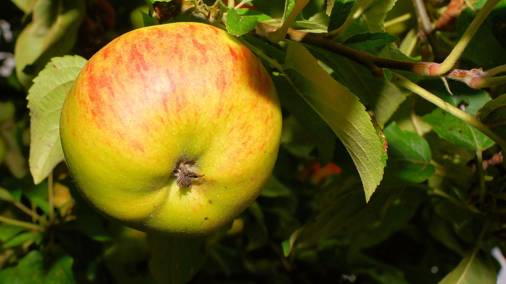 [FRUITIERS] Pommier 'Belle de Boskoop' - scion 1/2 ans