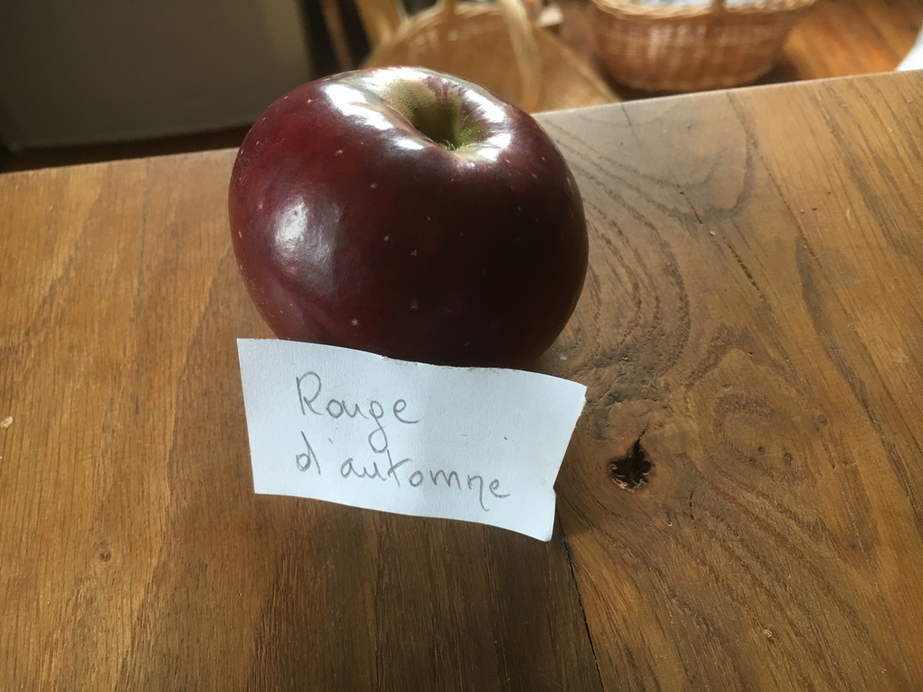 [FRUITIERS] Pommier 'Rouge d'automne' - scion 1/2 ans