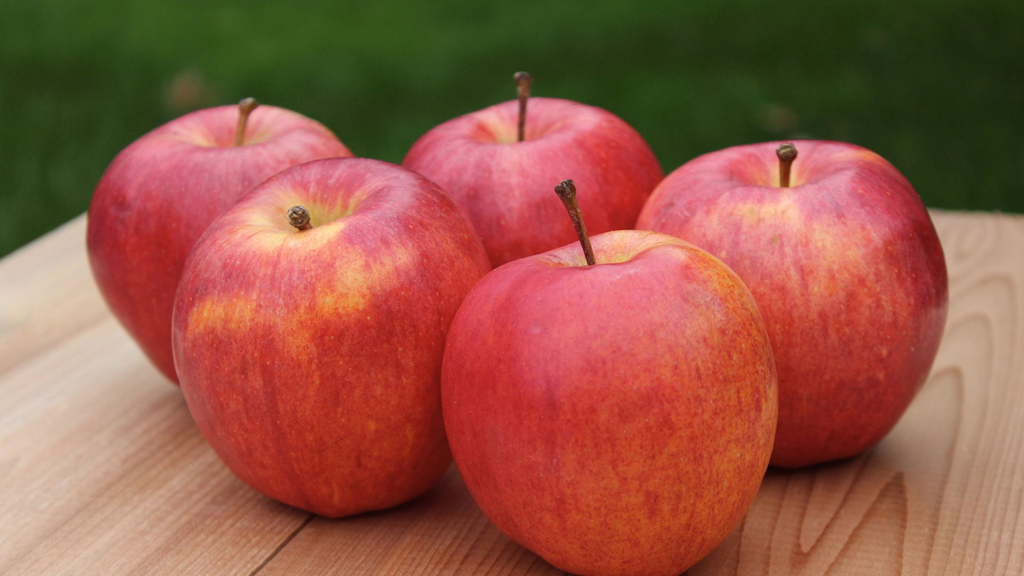 Pommier 'Rouge d'automne' - scion