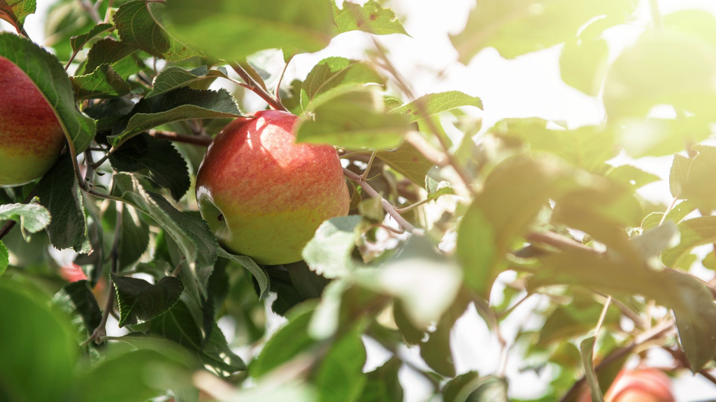 Pommier 'Discovery' - scion