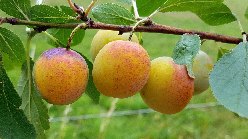 Miraclaude - Prunier Reine Claude x Mirabelle' - scion