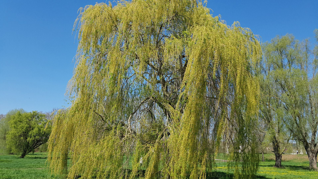 Saule pleureurs - jeune plant 1/2 ans