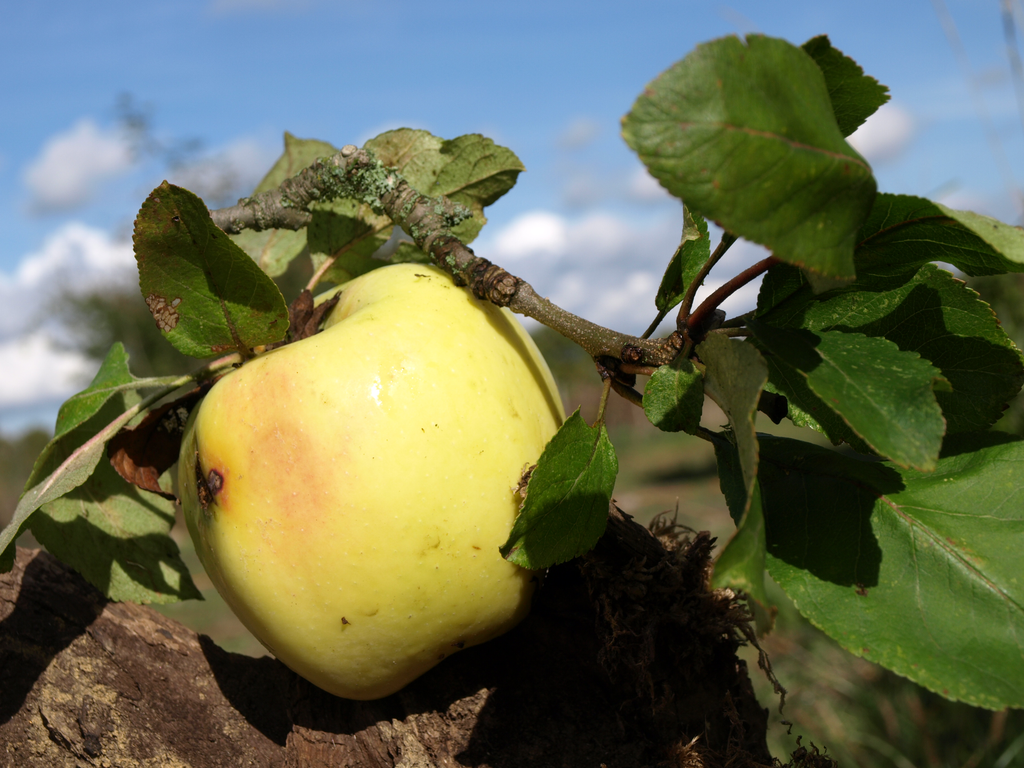 Pommier 'Bonnet Carré' - scion