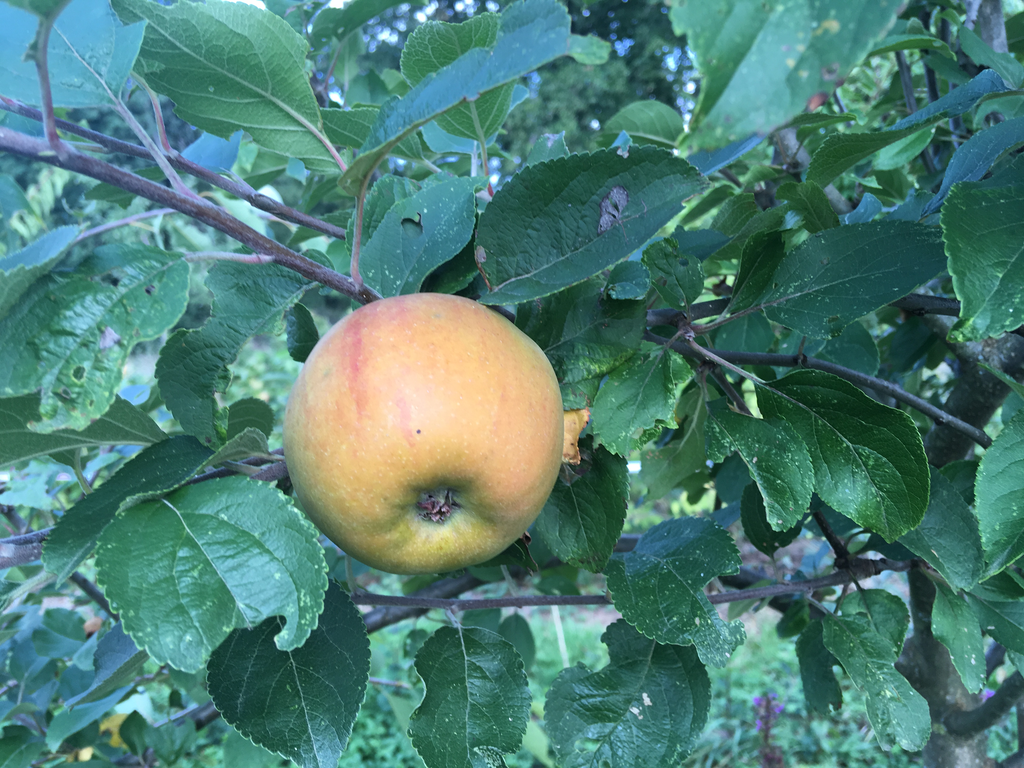 [FRUITIERS] Pommier 'De Jeu' - scion