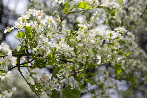 Prunier a fleurs 'Bois de Sainte Lucie' - jeune plant de 2 ans