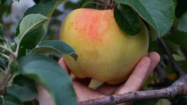 Pommier 'Gros Locard' - scion (racine nue)