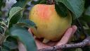 Pommier 'Gros Locard' - scion