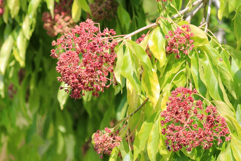 Arbre à miel - jeune plant 1/2 ans