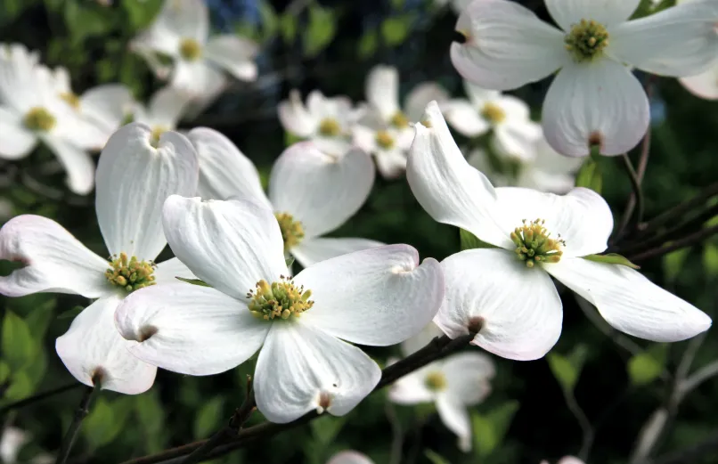 Cornouiller du Japon 'Wieting's Select'- jeune plant de 1/2 ans