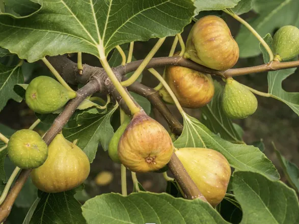 Figuier 'Madeleine des 2 saisons - jeune plant 1/2 ans