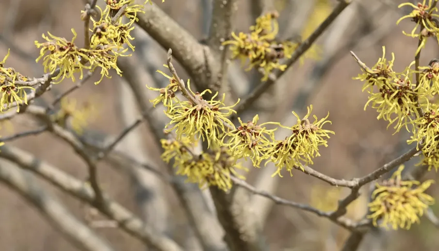 Noisetier des Sorcières - Hamamelis virginiana - jeune plant 1/2 ans