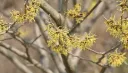 Noisetier des Sorcières - Hamamelis virginiana - jeune plant 1/2 ans
