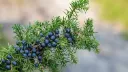 Genévrier commun (non sexé)- Juniperus communis - jeune plant d' 1 an