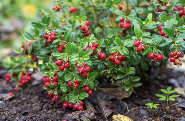 Airelles rouges 'Koralle' - Vaccinium vitis-idaea Koralle - jeune plant 1 an