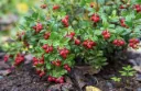 Airelles rouges 'Koralle' - Vaccinium vitis-idaea Koralle - jeune plant 1 an