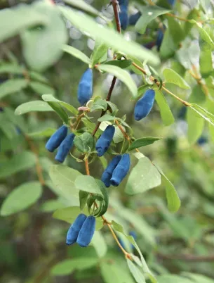 [arbustes] Baie de Mai kamtschatica ‘Blue Treasure’ - Lonicera caerulea var. kamtschatica ‘Blue Treasure’- jeune plan de 1 an