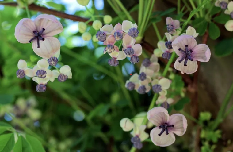 Vigne chocolat ‘Silver Bells’ – Akebia quinata ‘Silver Bells’- jeune plan d'1 an