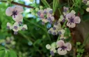 Vigne chocolat ‘Silver Bells’ – Akebia quinata ‘Silver Bells’- jeune plan d'1 an