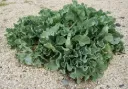 Chou 'Marin'- Crambe 'Maritima - Jeune plant de 1 an