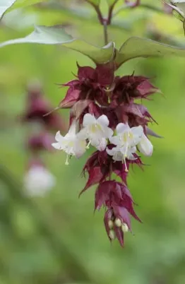 [arbuste] Arbre aux faisans ‘Purple Rain’ – Leycesteria formosa ‘Purple Rain’ - jeune plant de 1 an