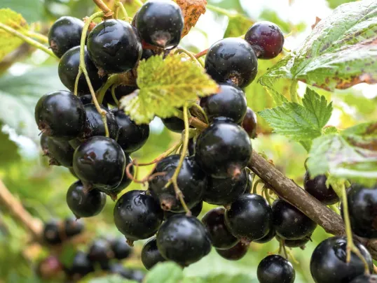 Cassissier ‘Titania’ – Ribes nigrum ‘Titania’- jeune plant 1/2 ans