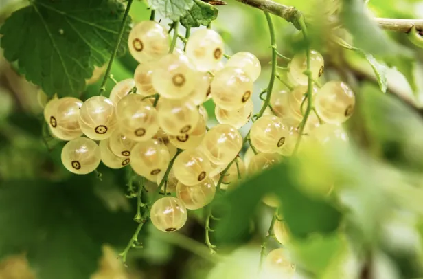 [Arbustes] Groseillier à grappes ‘Werdavia’ (blanc) – Ribes rubrum ‘Werdavia’ - jeune plant 1/2 ans