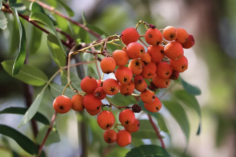 [Arbres] Sorbier Hybride 'Granatnaja' - Sorbus × crataegosorbus ‘Granatnaja’ - Jeune plant de 1/2 ans