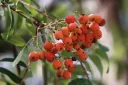 Sorbier Hybride 'Granatnaja' - Sorbus × crataegosorbus ‘Granatnaja’ - Jeune plant de 1 an