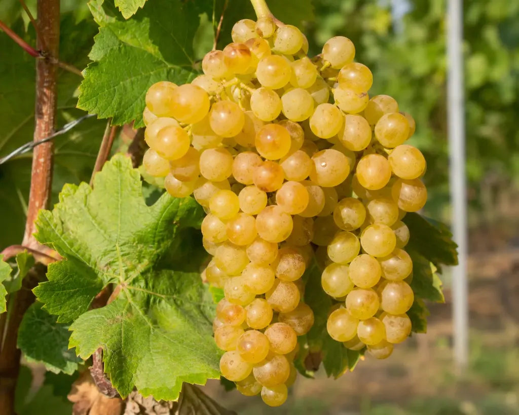 [Lianes] Vigne ‘Exalta’ greffée (sans pépin)- jeune plant de 1/2 ans