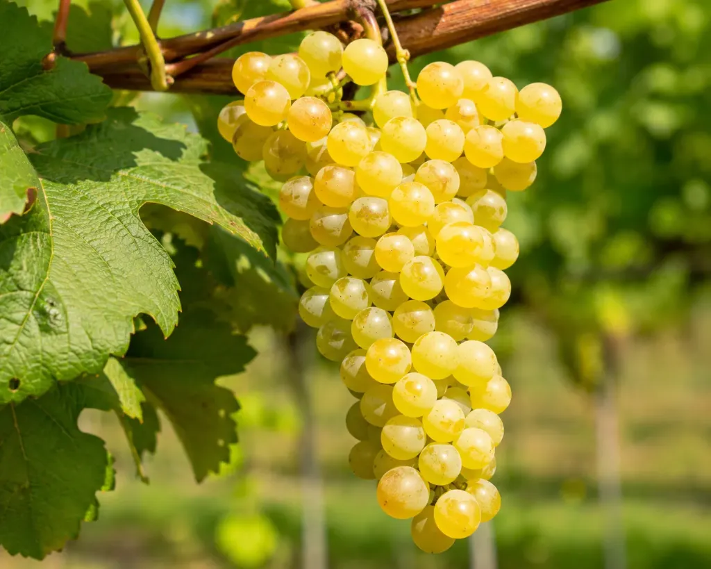 [Lianes] Vigne ‘Solaris’ greffée - Vitis vinifera ‘Solaris’- jeune plant de 1/2 ans