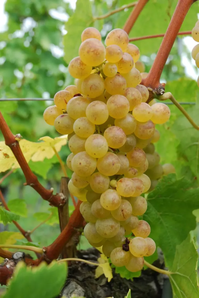 [Lianes] Vigne ‘Chasselas doré’ greffé – Vitis vinifera ‘Chasselas doré’- jeune plant de 1/2 ans