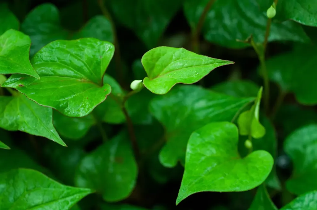 [HERBACEES] CORIANDRE VIVACE – Houttuynia cordata- jeune plant de 1/2 ans