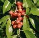 Chalef d'automne 'Brilliant Rose' – Elaeagnus umbellata 'Brilliant Rose' - jeune plant de 1 à 2 ans