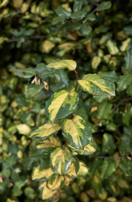 [Arbustes] Chalef épineux panaché 'Maculata' – Elaeagnus pungens 'Maculata'- jeune plant 1 à 2 ans