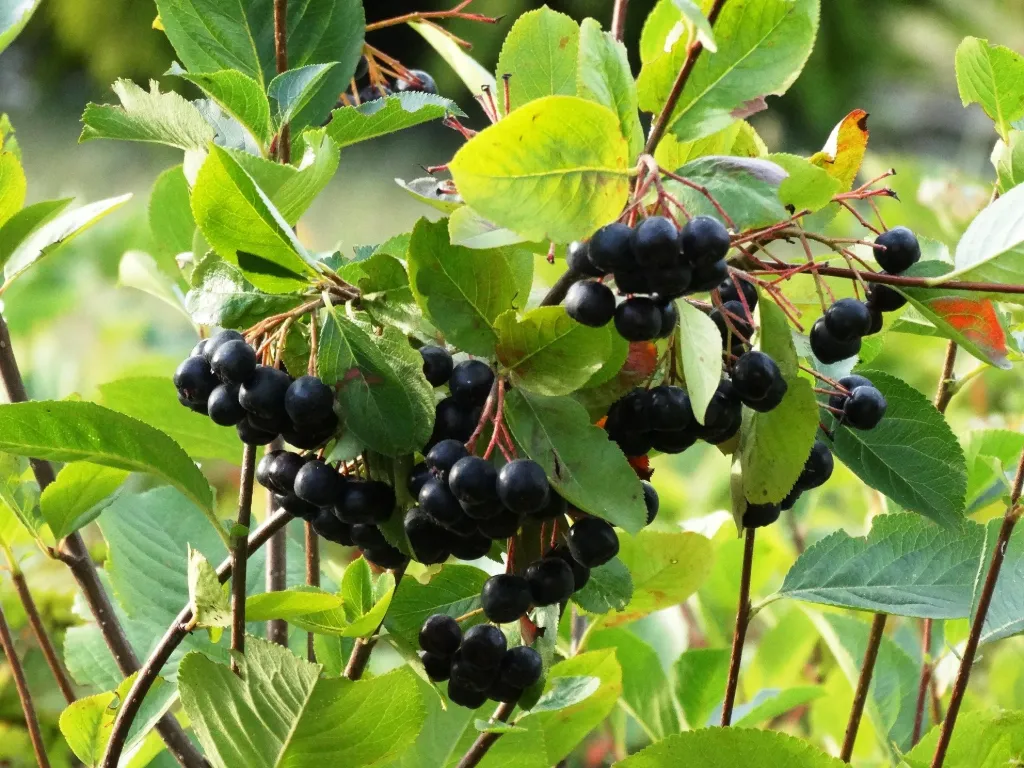 Aronie à fruits noirs 'Hugin'-Aronia melanocarpa 'Hugin' - jeune plan de 1/2 ans