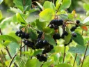 Aronie à fruits noirs 'Hugin'-Aronia melanocarpa 'Hugin' - jeune plan de 1/2 ans